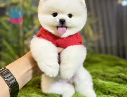 POMERANIAN ÜRETİM ÇİFTLİĞİNDEN - 9039 - Görsel 3