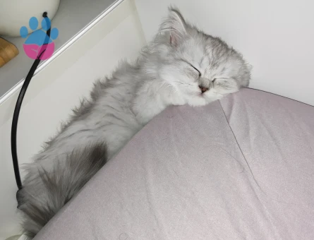 British Longhair Pastil Yuva Arıyor - 9040 - Görsel 2