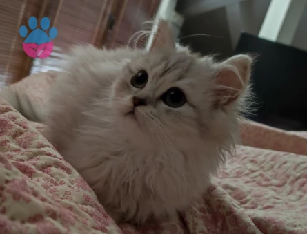 British Longhair Pastil Yuva Arıyor - 9040 - Görsel 3