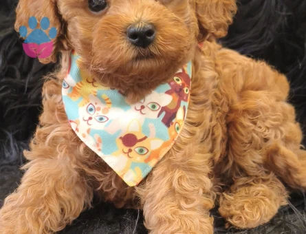 Red Toy Poodle Erkek - 9041 - Görsel 2