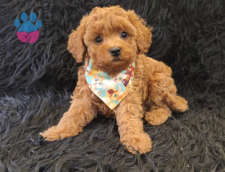 Red Toy Poodle Erkek - 9041 - Görsel 4