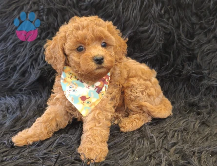 Red Toy Poodle Erkek - 9041 - Görsel 3
