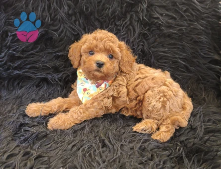 Red Toy Poodle Erkek - 9041 - Görsel 5