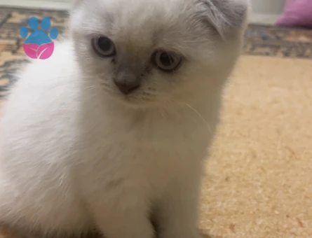 2 aylık Scottish fold Yuva Arıyor - 9042 - Görsel 2