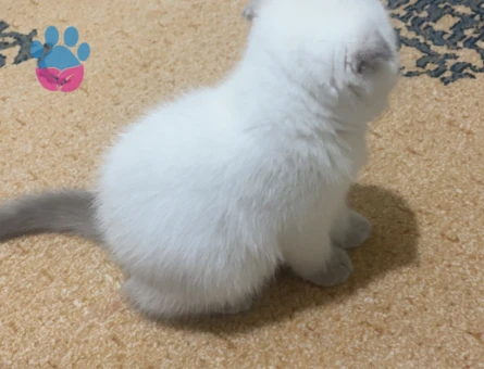 2 aylık Scottish fold Yuva Arıyor - 9042 - Görsel 3