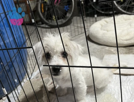 Maltipoo bebeğim yeni yuvasını arıyor🌸 - 9044 - Görsel 3