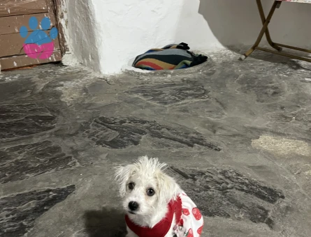 Maltipoo bebeğim yeni yuvasını arıyor🌸 - 9044 - Görsel 4