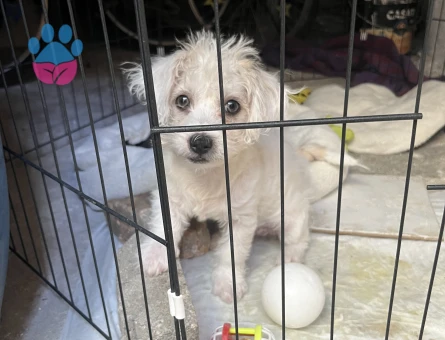 Maltipoo bebeğim yeni yuvasını arıyor🌸 - 9044 - Görsel 5