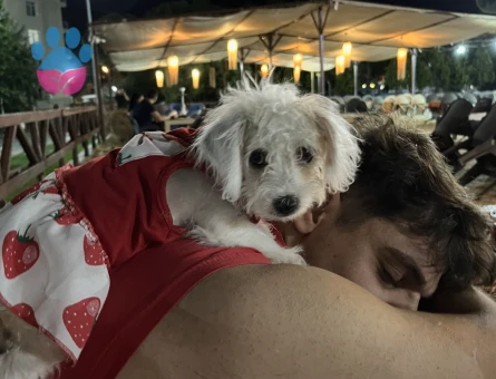 Maltipoo bebeğim yeni yuvasını arıyor🌸 - 9044 - Görsel 2