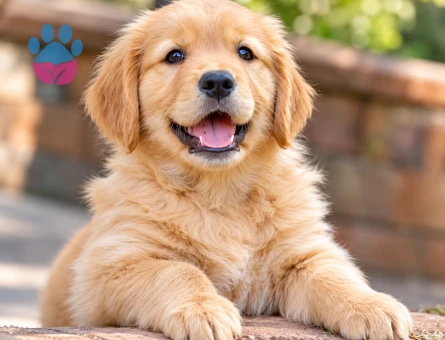 Oyuncu Golden Retriever Yavrumuza - 9046 - Görsel 3