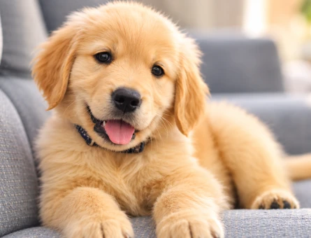 Minik Golden Retriever Yavrumuz Yeni Dostunu Bekliyor - 9049