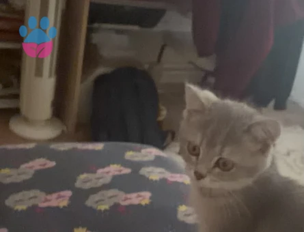 British shorthair blue golden - 9051 - Görsel 2