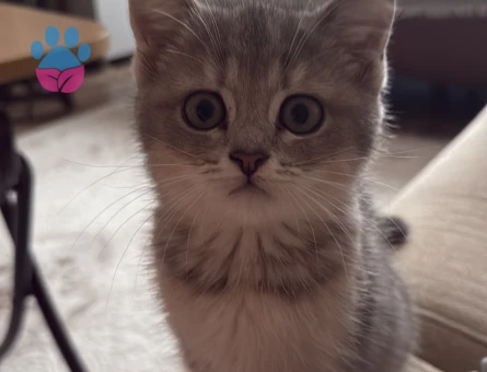 British shorthair blue golden - 9051 - Görsel 4