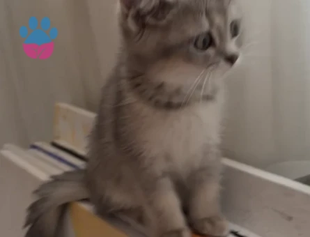 British shorthair blue golden - 9051 - Görsel 3