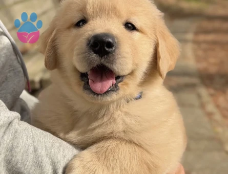 Baby Face Golden Retri̇ever Bebekler - 9052 - Görsel 4