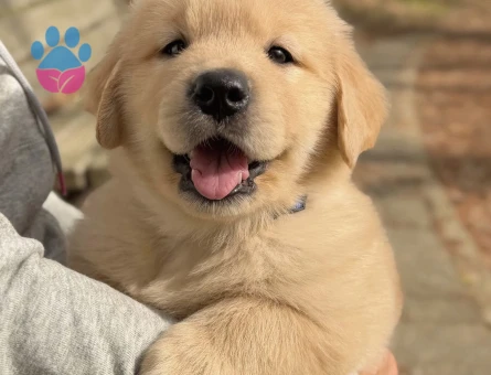 Baby Face Golden Retri̇ever Bebekler - 9052 - Görsel 3