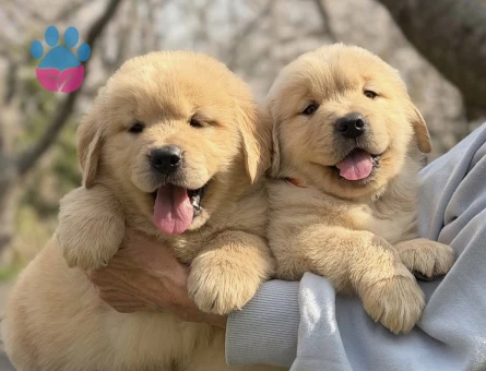 Safkan Golden Retriever Yavrularimiz - 9053 - Görsel 4