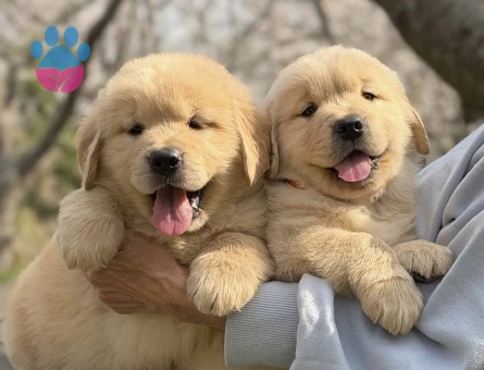 Safkan Golden Retriever Yavrularimiz - 9053