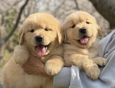 Safkan Golden Retriever Yavrularimiz - 9053