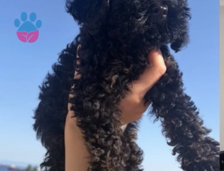 4 AYLIK TOY POODLE ERKEK - 9054