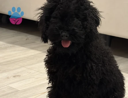 4 AYLIK TOY POODLE ERKEK - 9054 - Görsel 4