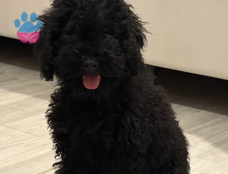 4 AYLIK TOY POODLE ERKEK - 9054 - Görsel 3