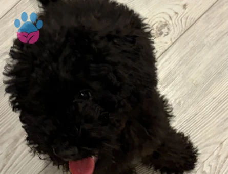 4 AYLIK TOY POODLE ERKEK - 9054 - Görsel 5
