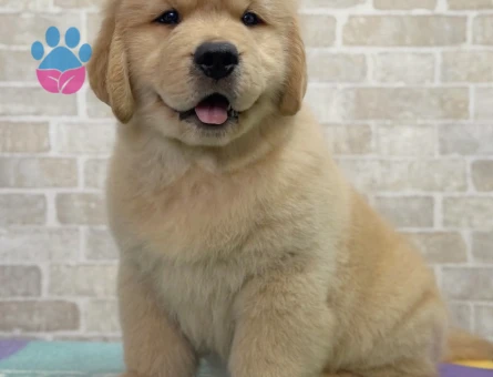 Baby Face Golden Yavrular - 9056