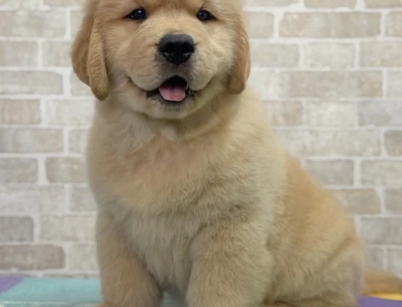 Baby Face Golden Yavrular - 9056