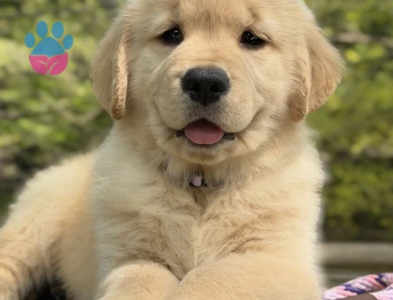 Baby Face Golden Retri̇ever Yavrularimiz - 9057 - Görsel 4