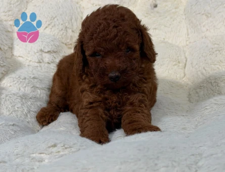 Toy Poodle Kahverengi 2 Aylık Yavrularımız - 9058