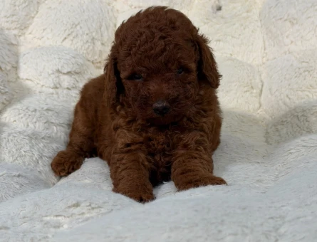 Toy Poodle Kahverengi 2 Aylık Yavrularımız - 9058