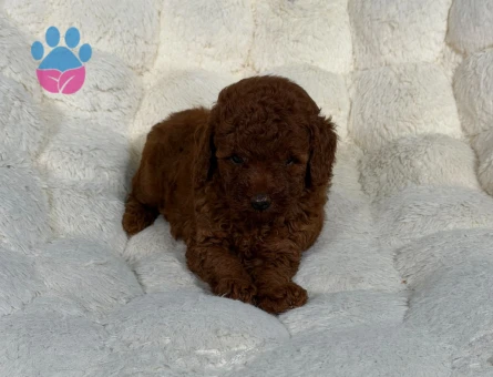 Toy Poodle Kahverengi 2 Aylık Yavrularımız - 9058 - Görsel 3
