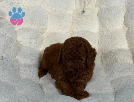 Toy Poodle Kahverengi 2 Aylık Yavrularımız - 9058 - Görsel 4