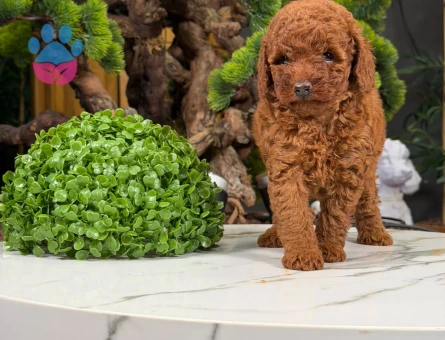 Oyuncu Toy Poodle Dişi Yavrumuz 2 Aylık - 9059 - Görsel 2