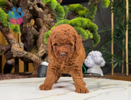 Oyuncu Toy Poodle Dişi Yavrumuz 2 Aylık - 9059 - Görsel 4
