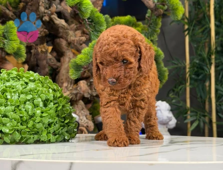 Oyuncu Toy Poodle Dişi Yavrumuz 2 Aylık - 9059 - Görsel 3
