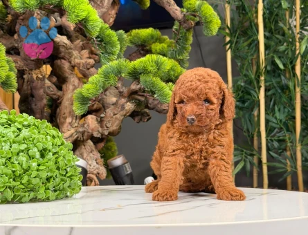 Şahane Yavrularımız Toy Poodle 2 Aylıklar - 9060 - Görsel 3