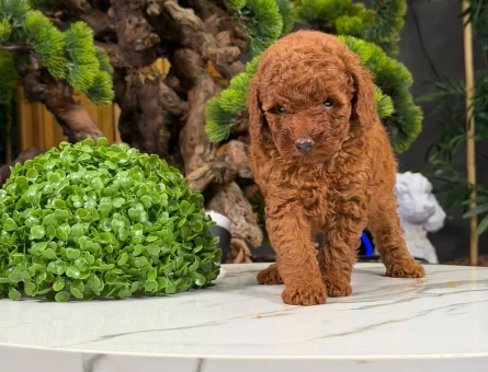 Şahane Yavrularımız Toy Poodle 2 Aylıklar - 9060