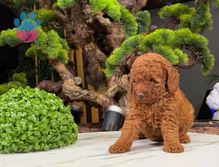 2 Aylık Dişi ve Erkek Yavrularımız Toy Poodle Safkan - 9061 - Görsel 3