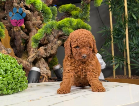 2 Aylık Dişi ve Erkek Yavrularımız Toy Poodle Safkan - 9061