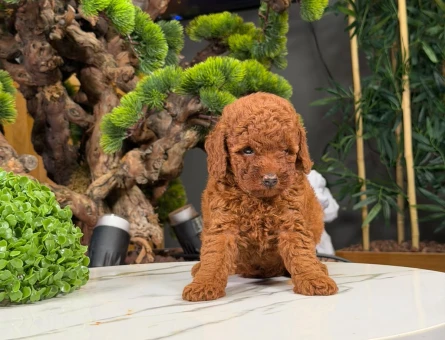 2 Aylık Dişi ve Erkek Yavrularımız Toy Poodle Safkan - 9061