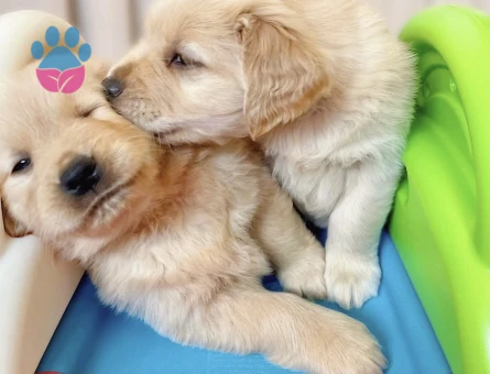 Mükemmel Kali̇te Golden Bebekler - 9062