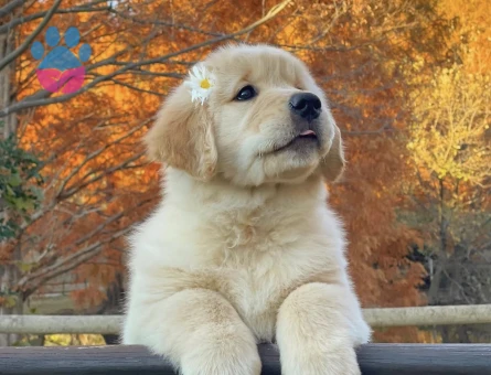 Bal Gi̇bi̇ Golden Bebekler - 9065