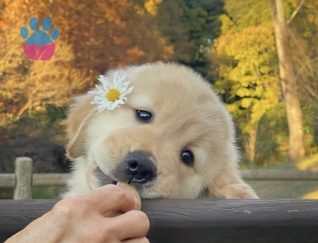 Bal Gi̇bi̇ Golden Bebekler - 9065 - Görsel 4