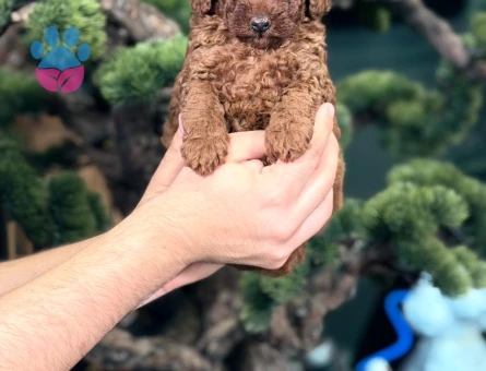 Yavru Toy Poodle 2 Aylık Safkan - 9066 - Görsel 2