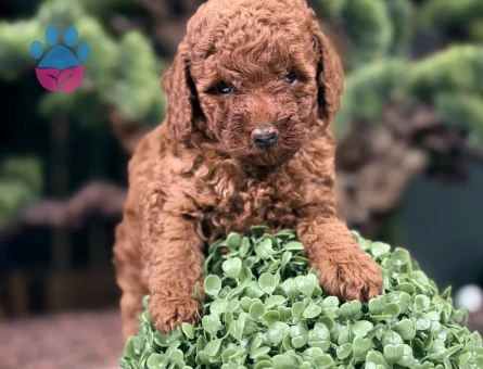Yavru Toy Poodle 2 Aylık Safkan - 9066 - Görsel 3