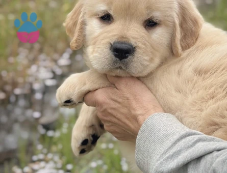 Safkan Golden Bebekler - 9068 - Görsel 5