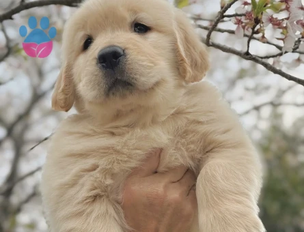 Safkan Golden Bebekler - 9068 - Görsel 3