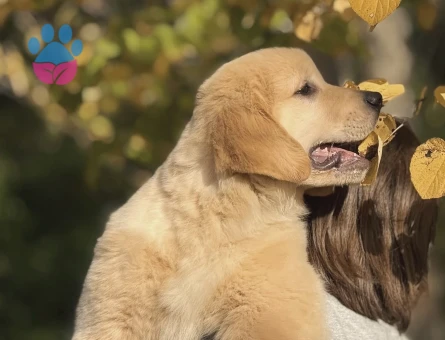 Çok Sevimli Golden Retriever Yavrumuz - 9071